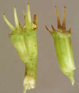 Image of corky-fruited water-dropwort