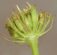 Image of corky-fruited water-dropwort