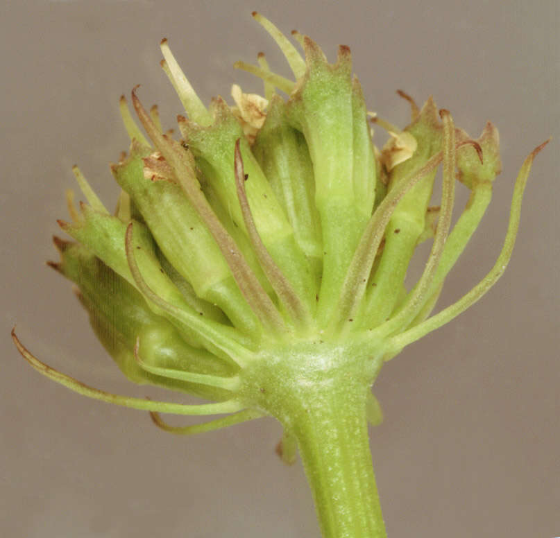 Image of corky-fruited water-dropwort