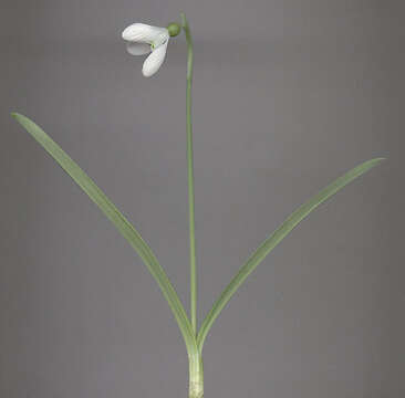 Image of Galanthus plicatus subsp. plicatus