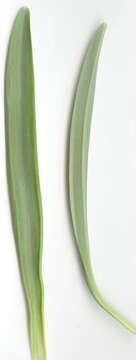 Image of Galanthus plicatus subsp. plicatus