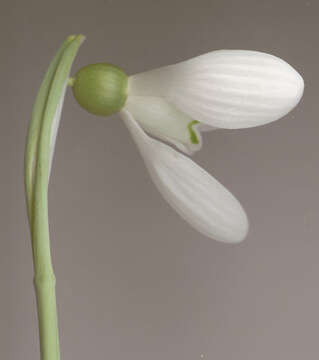 Image of Galanthus plicatus subsp. plicatus