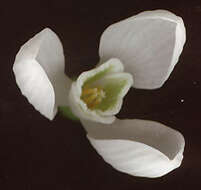 Image of Galanthus plicatus subsp. plicatus