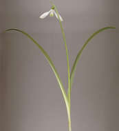 Image of Snowdrop