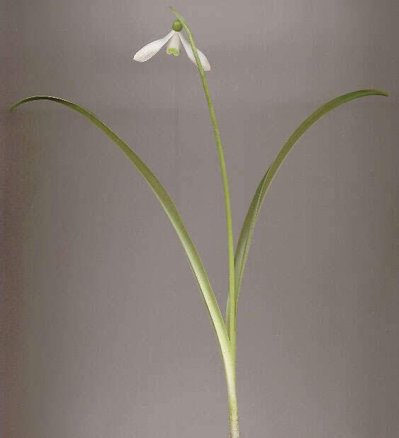 Image of Snowdrop