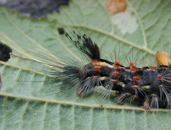 Слика од Orgyia antiqua Linnaeus 1758