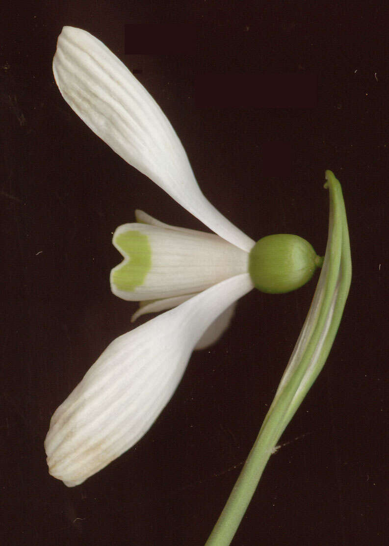 Image of Snowdrop