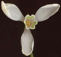 Image of Snowdrop