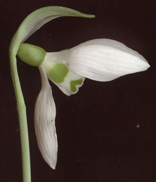 Image of Galanthus elwesii var. elwesii