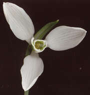 Image of Galanthus elwesii var. elwesii