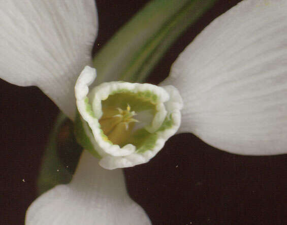 Image of Galanthus elwesii var. elwesii