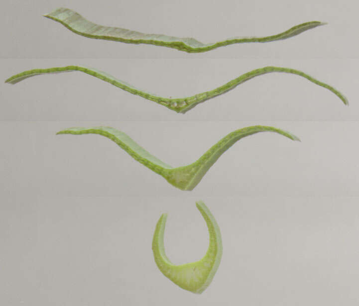 Image of Galanthus elwesii var. elwesii