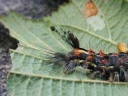 Слика од Orgyia antiqua Linnaeus 1758