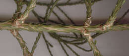 Image of giant sequoia