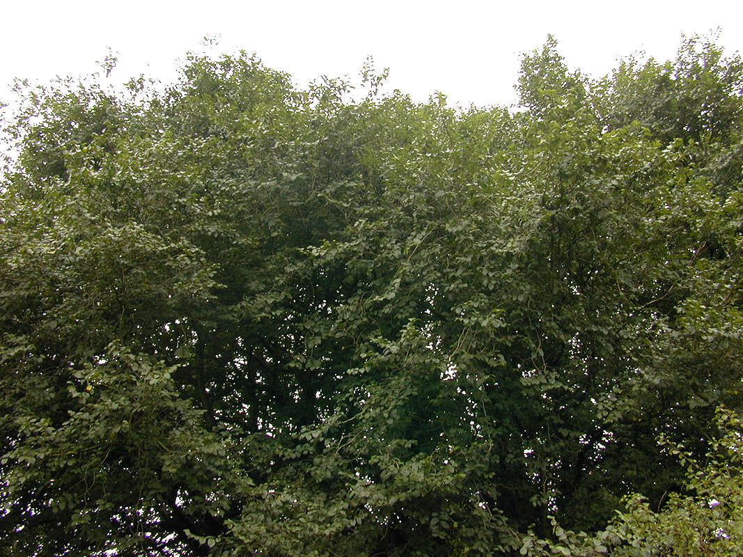 Image de Ulmus minor subsp. angustifolia (Weston) Stace