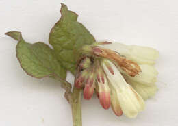 Image of Symphytum grandiflorum DC.