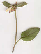 Image of Symphytum grandiflorum DC.