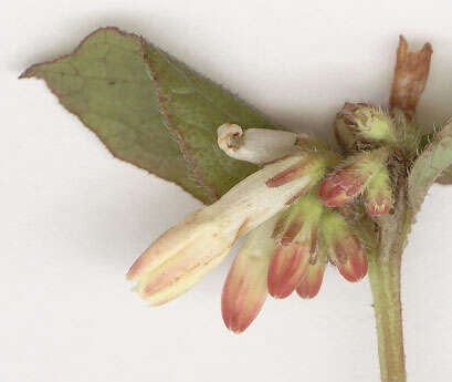 Image of Symphytum grandiflorum DC.