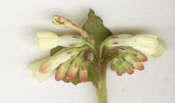 Image of Symphytum grandiflorum DC.