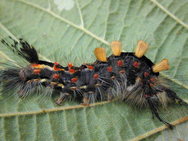 Image of Antique Tussock Moth