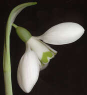 Image of Galanthus elwesii var. monostictus P. D. Sell