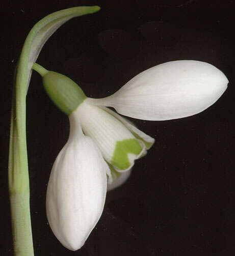 Слика од Galanthus elwesii var. monostictus P. D. Sell