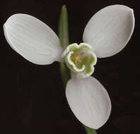 Image of Galanthus elwesii var. monostictus P. D. Sell