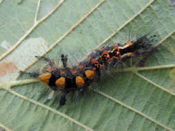 Image of Antique Tussock Moth