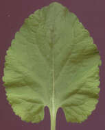 Image of Viola odorata subsp. odorata