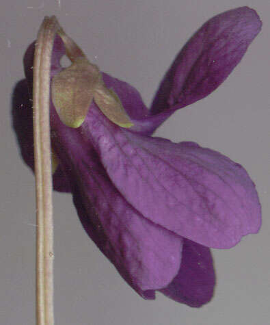 Image of Viola odorata subsp. odorata