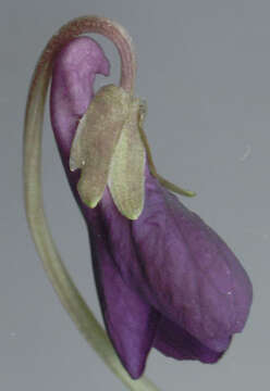 Image of Viola odorata subsp. odorata