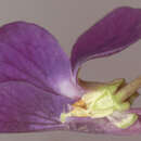 Слика од Viola odorata subsp. odorata