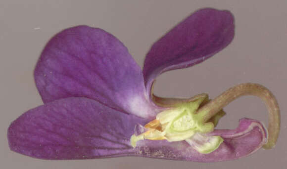 صورة Viola odorata subsp. odorata