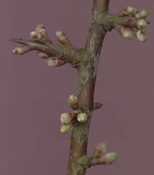 Image of Blackthorn