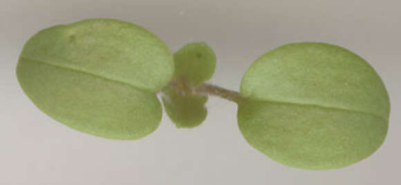 Image of false ivy-leaved speedwell