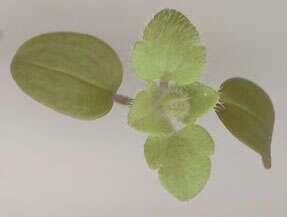 Image of false ivy-leaved speedwell