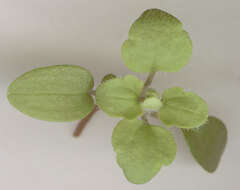 Image of false ivy-leaved speedwell