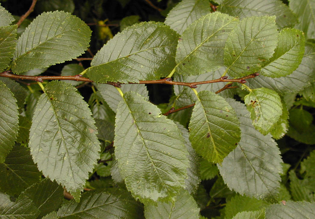 Ulmus minor subsp. angustifolia (Weston) Stace resmi