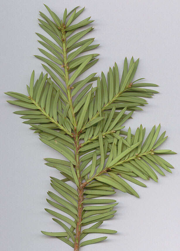 Image of <i>Taxus <i>baccata</i></i> var. baccata