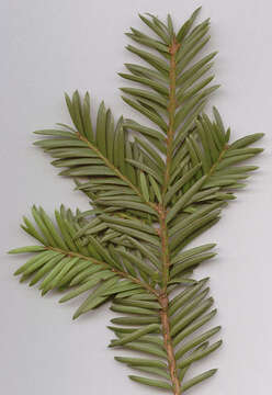 Image of <i>Taxus <i>baccata</i></i> var. baccata