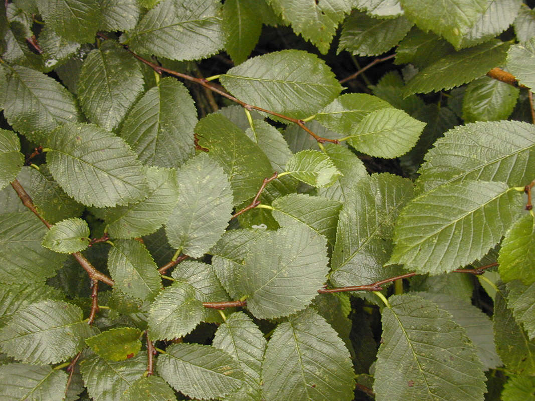 Ulmus minor subsp. angustifolia (Weston) Stace resmi