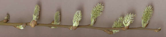 Image of Smooth-Twig Gray Willow