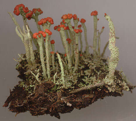 Image of Florke's cup lichen