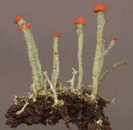 Image of Florke's cup lichen