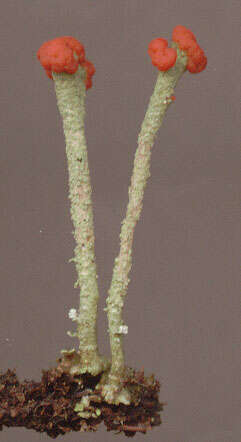 Image of Florke's cup lichen