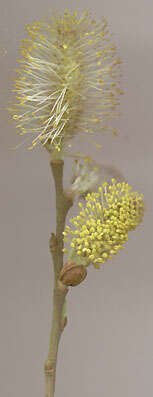 Image of Smooth-Twig Gray Willow