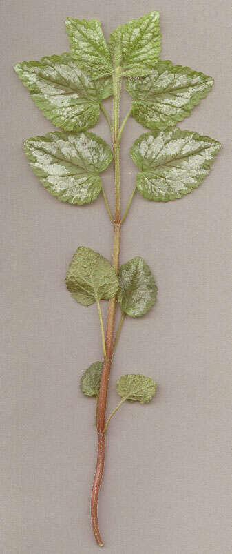 Imagem de Lamium galeobdolon subsp. argentatum (Smejkal) J. Duvign.