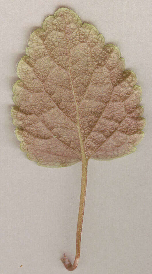 Image of Lamium galeobdolon subsp. argentatum (Smejkal) J. Duvign.