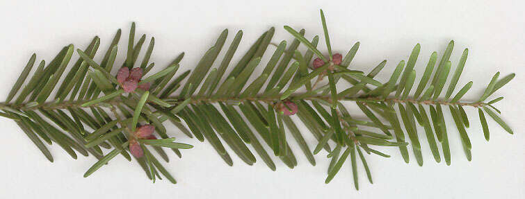 Image of western hemlock