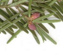 Image of western hemlock